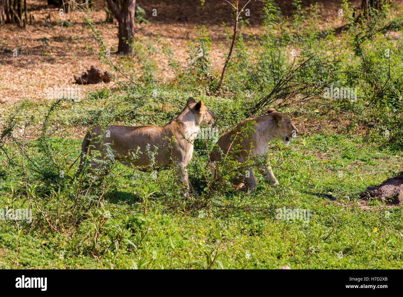 Lion asiatique dans un parc national en Inde. Ces trésors nationaux sont maintenant protégés. Banque D'Images