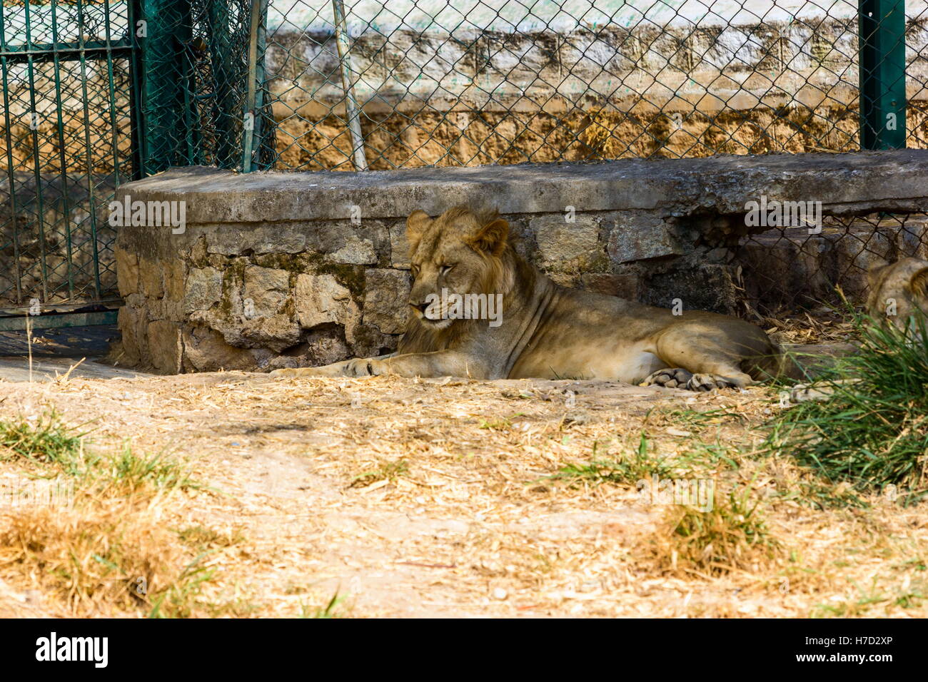 Lion asiatique dans un parc national en Inde. Ces trésors nationaux sont maintenant protégés. Banque D'Images