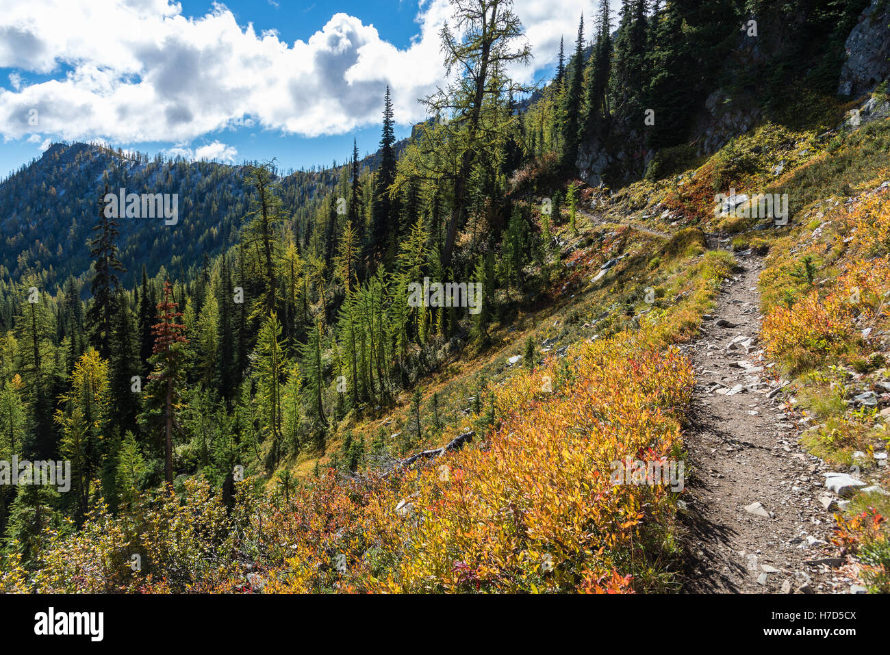 Pacific Crest Trail à travers les forêts en couleurs d'automne. North Cascades, Washington, USA. Banque D'Images