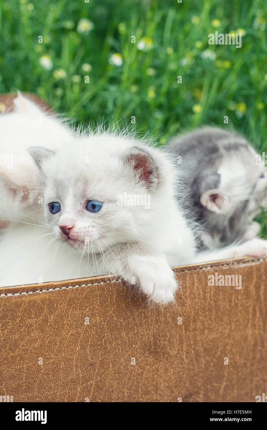 animaux domestiques Banque D'Images