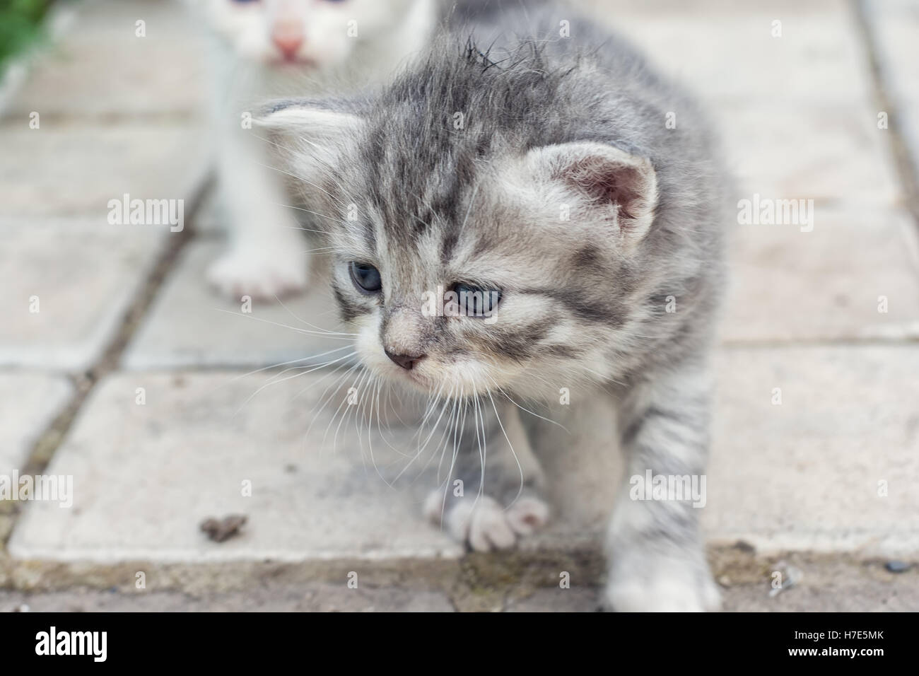 animaux domestiques Banque D'Images