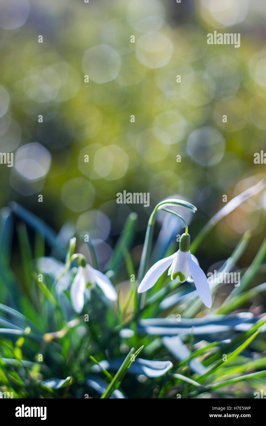 plantes fleurs Banque D'Images