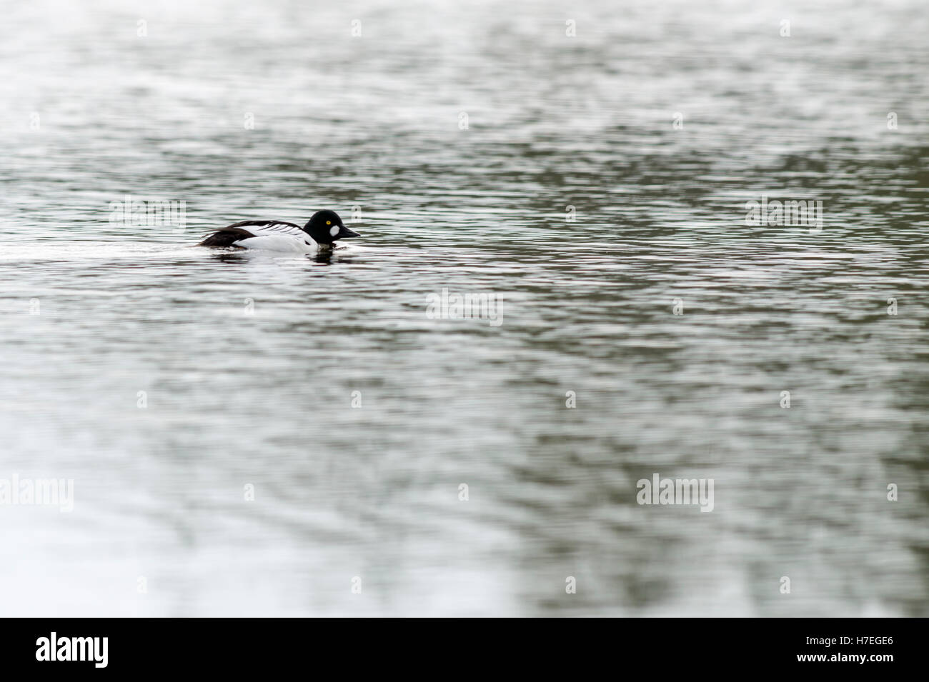 GoldenEye / Schellente ( Bucephala clangula ), drake en robe d'élevage, nager sur un lac de landes en Suède, vue typique, faune, Europe. Banque D'Images