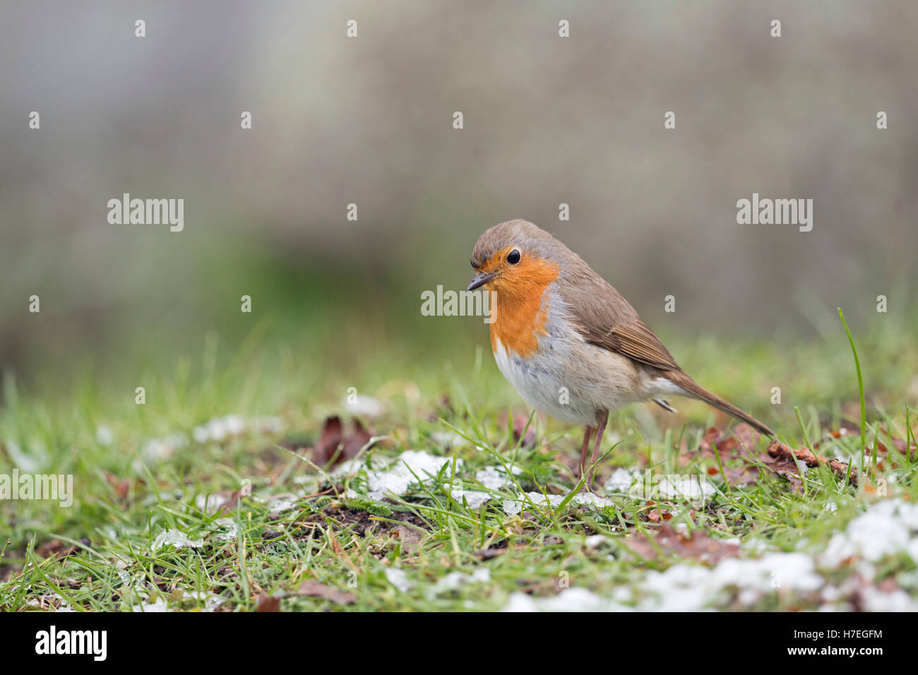 Robin RedBreast ( Erithacus rubecula ), assis sur le sol, à la recherche de nourriture, de repos de neige, début tardif de l'hiver, faune, Europe. Banque D'Images