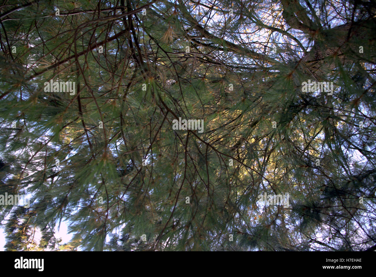 Les arbres à feuillage d'automne les feuilles d'or et la couleur des motifs Banque D'Images
