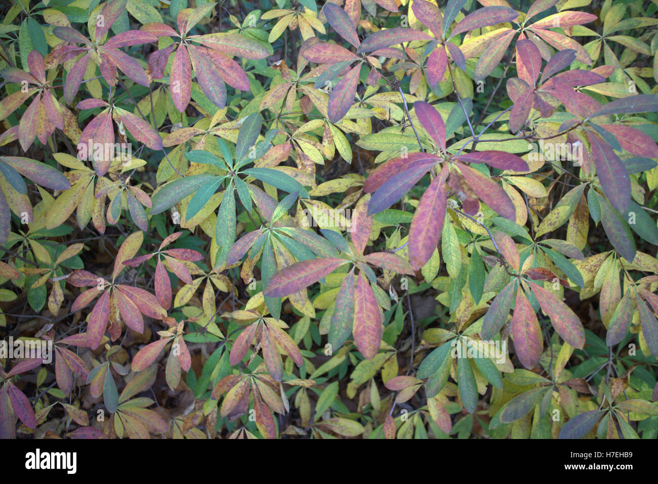 Les arbres à feuillage d'automne les feuilles d'or et la couleur des motifs Banque D'Images