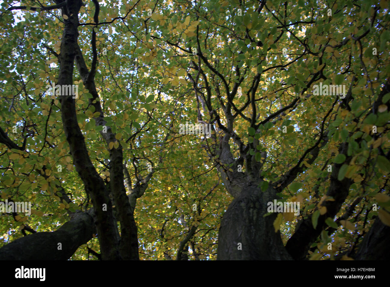 Les arbres à feuillage d'automne les feuilles d'or et la couleur des motifs Banque D'Images