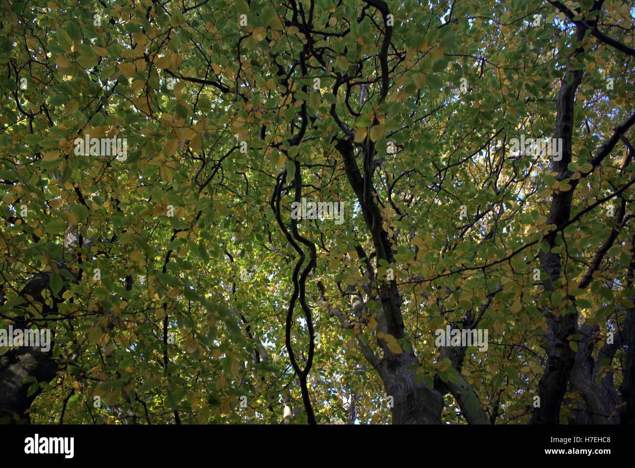 Les arbres à feuillage d'automne les feuilles d'or et la couleur des motifs Banque D'Images