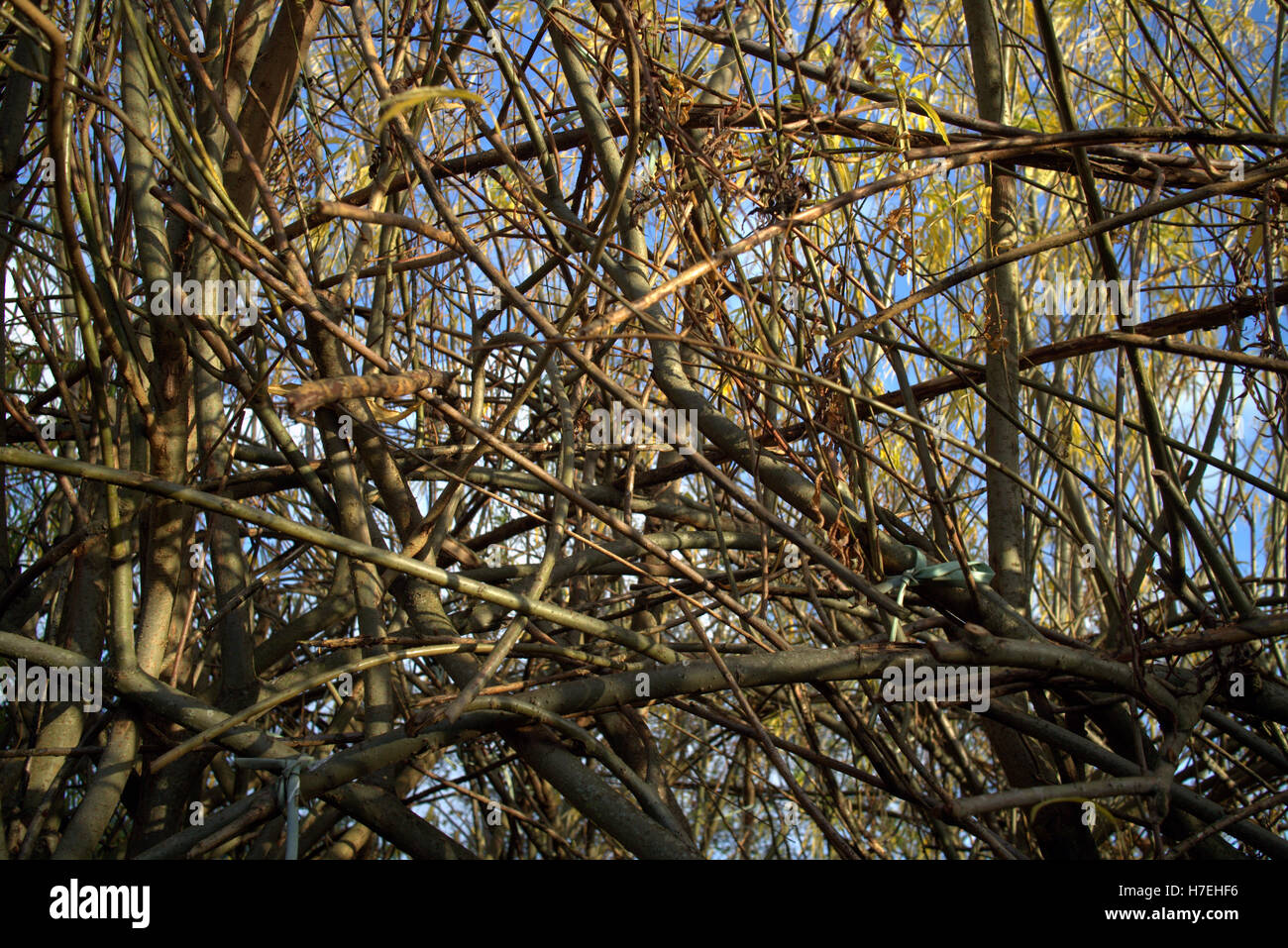 Les arbres à feuillage d'automne les feuilles d'or et la couleur des motifs Banque D'Images
