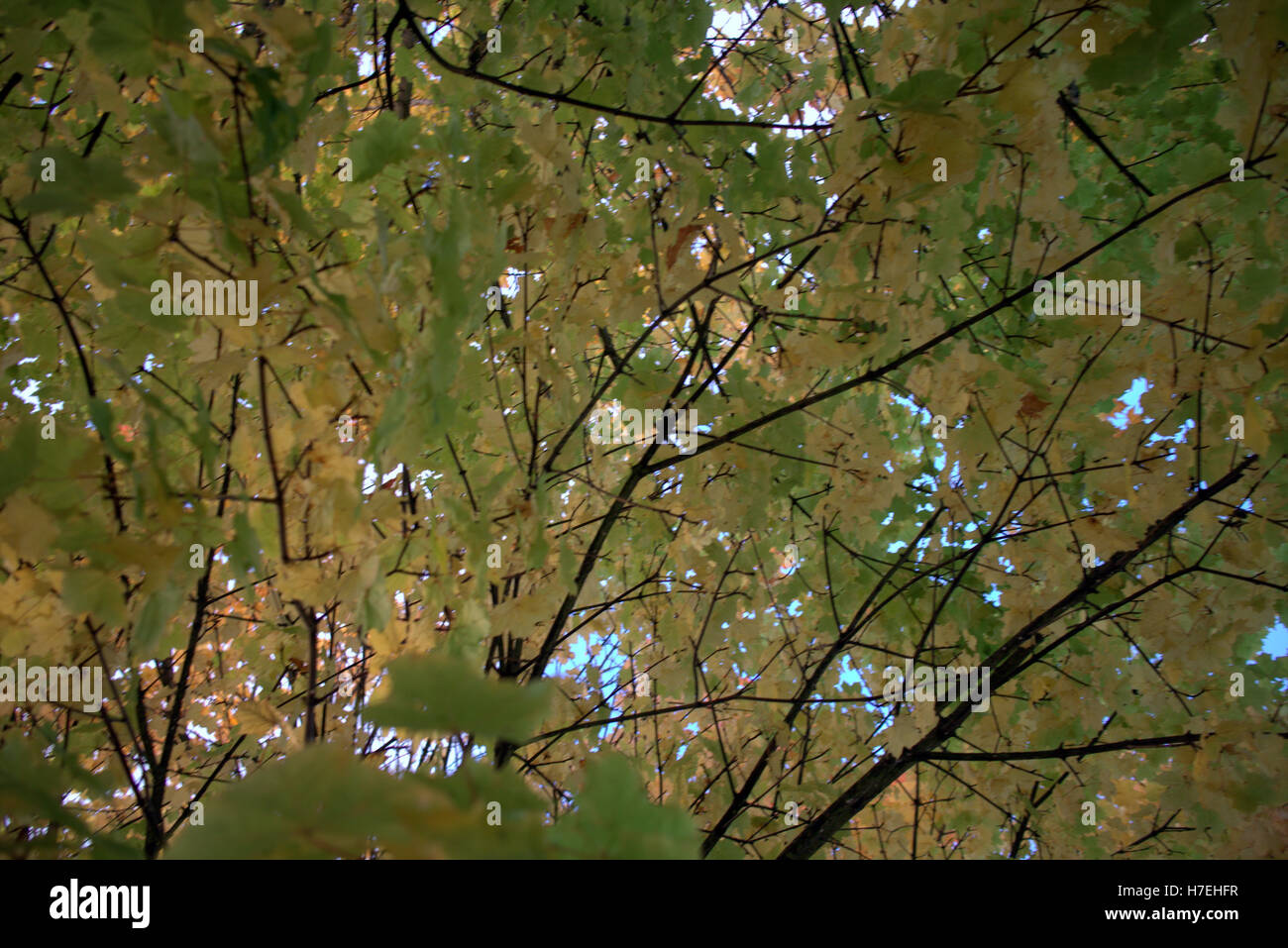 Les arbres à feuillage d'automne les feuilles d'or et la couleur des motifs Banque D'Images
