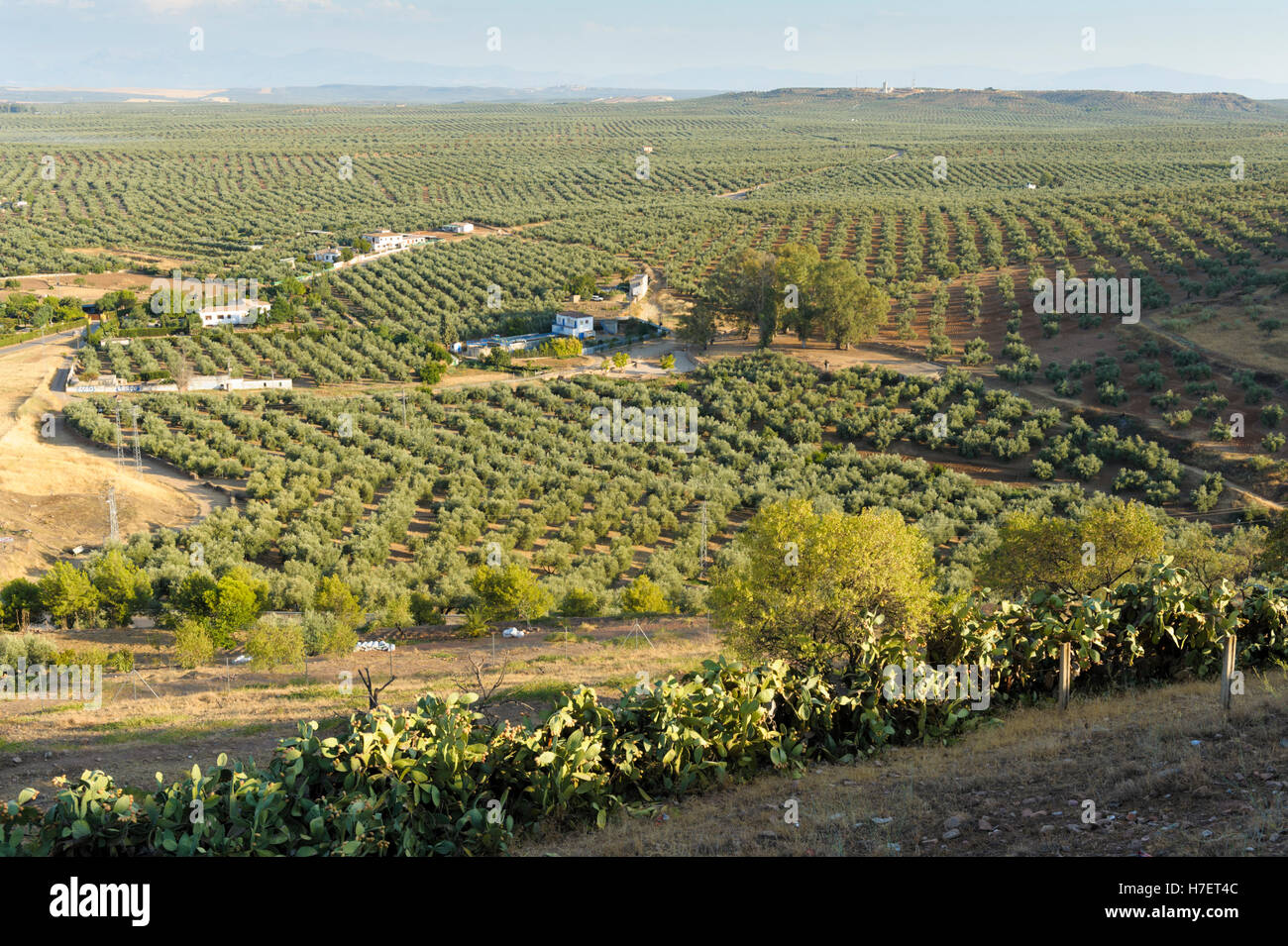 Les oliveraies en dehors de Banos del Encina, Espagne Banque D'Images