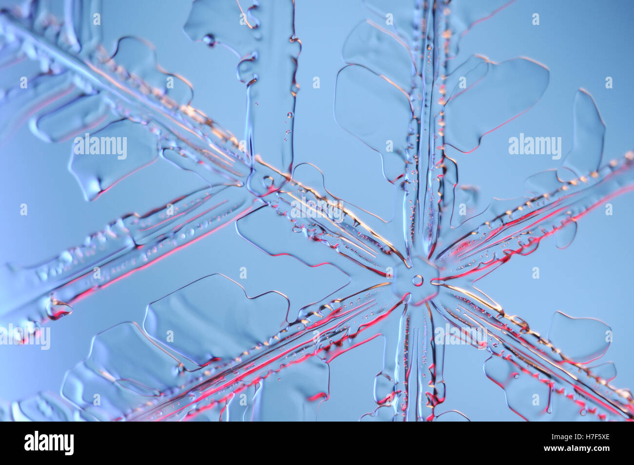 Snowflake amplifiés sous microscope Banque D'Images