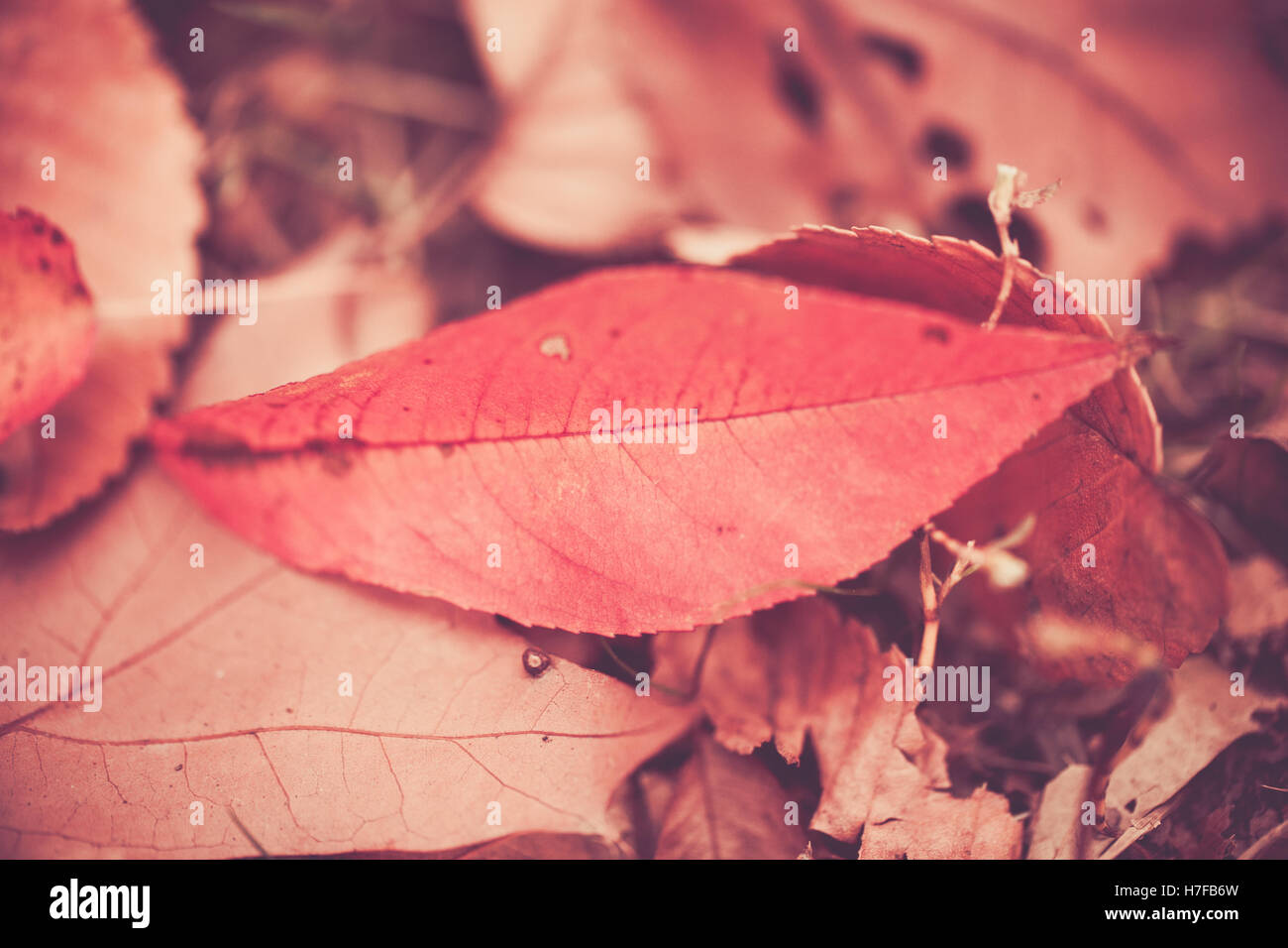 Feuilles d'automne sur le terrain Banque D'Images