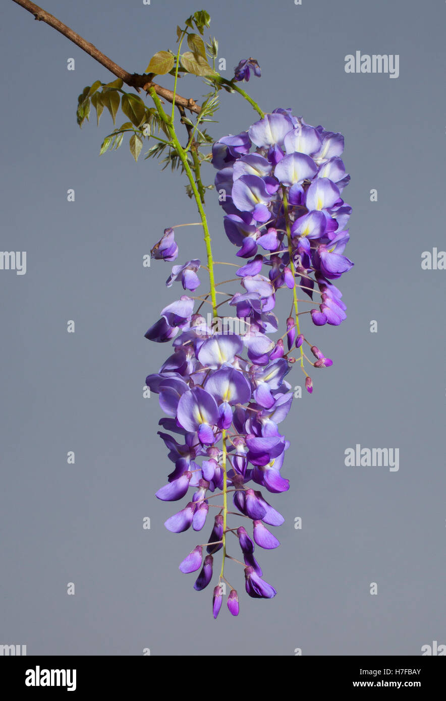 Des fleurs sur une plante glycine qui sont en pleine floraison Banque D'Images