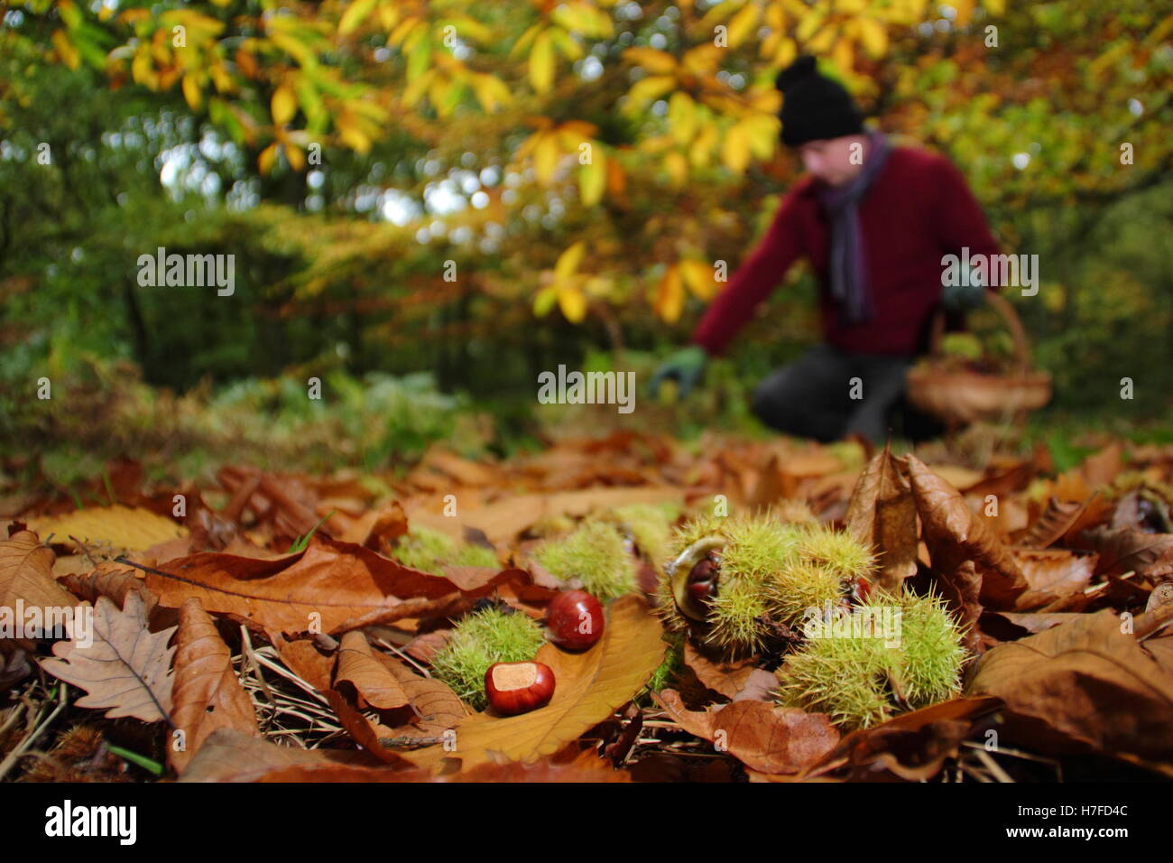 Des châtaignes (castanea sativa) recueillies à partir de la parole d'un Français sur un jour d'automne (octobre), Royaume-Uni Banque D'Images