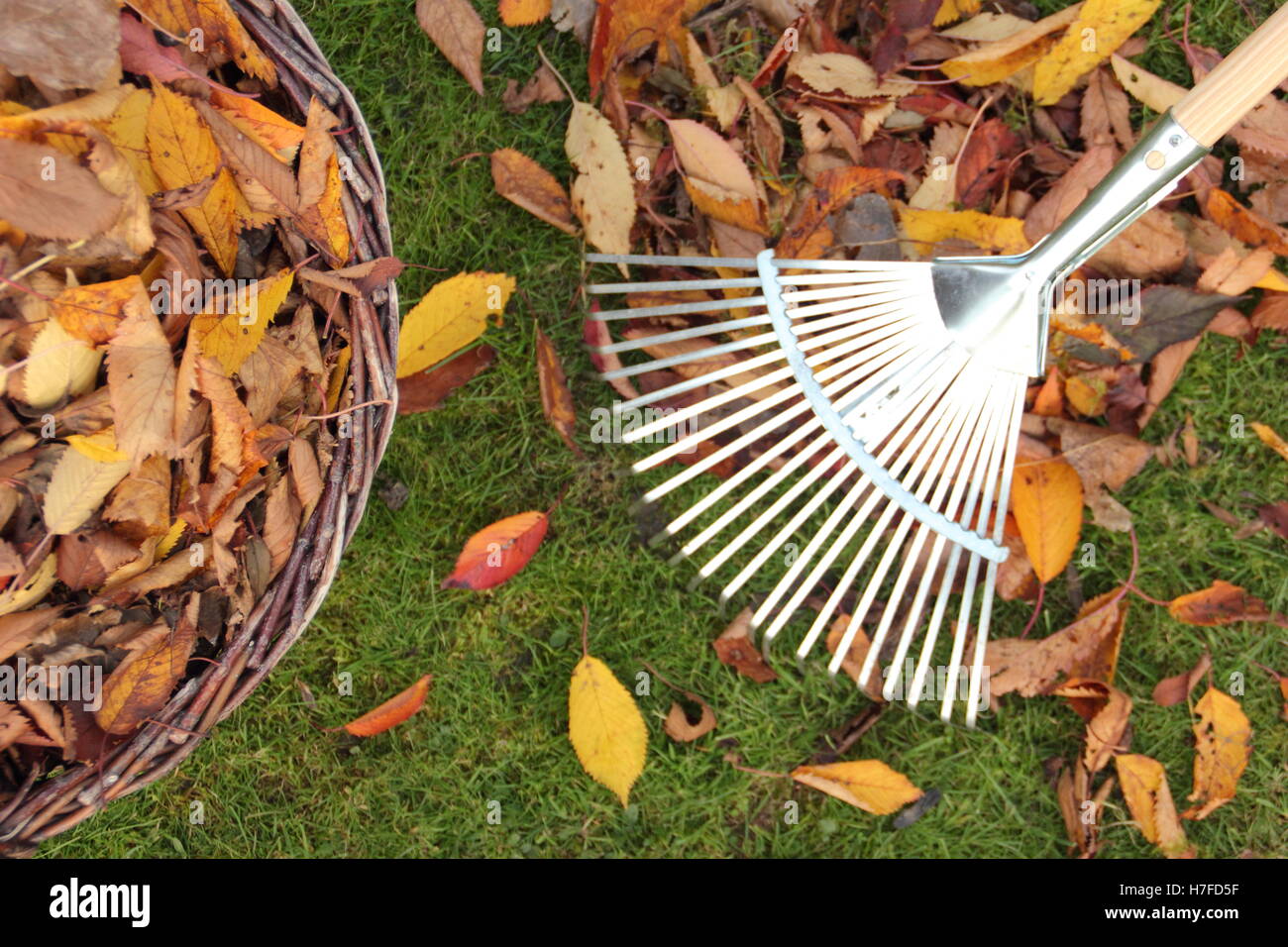 La collecte d'automne les feuilles d'un jardin pelouse pour le compostage de feuilles pour faire du paillis de moule Banque D'Images