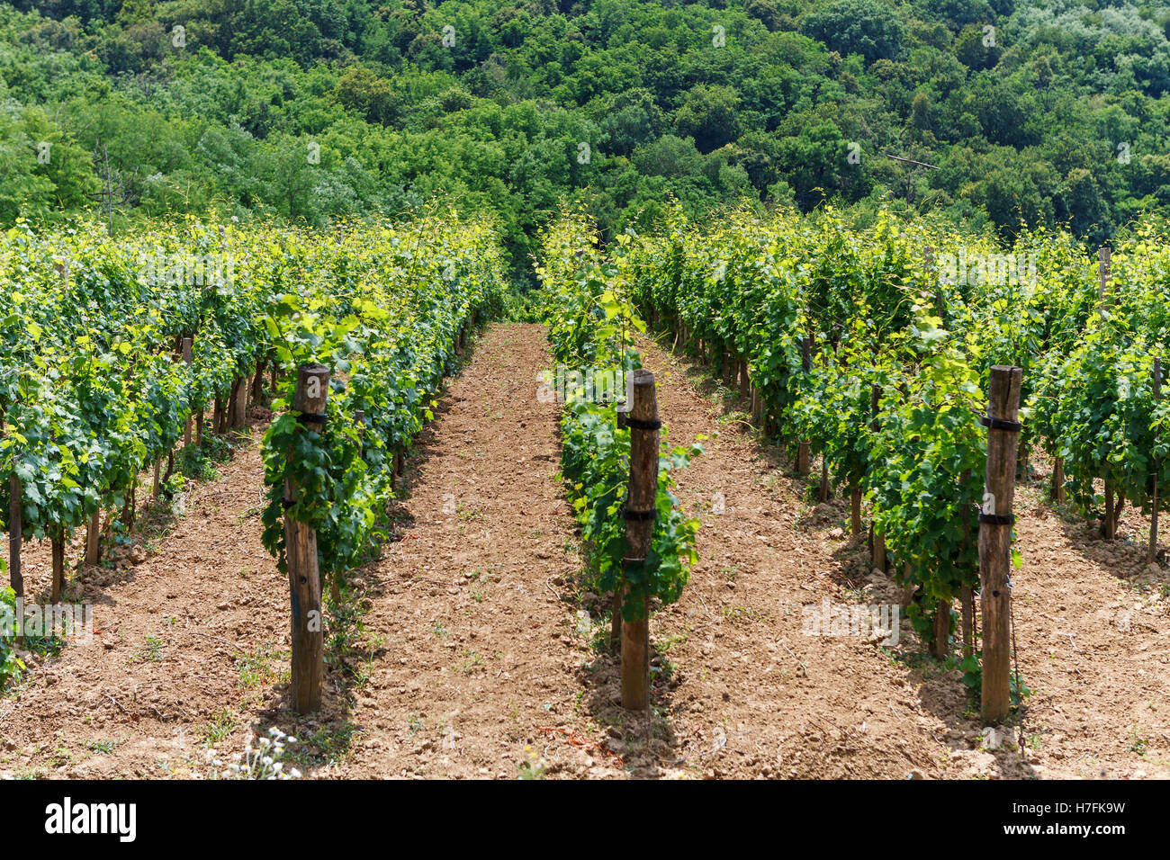 Vigne - viticulture vert, Tokaj, Hongrie, Europe Banque D'Images