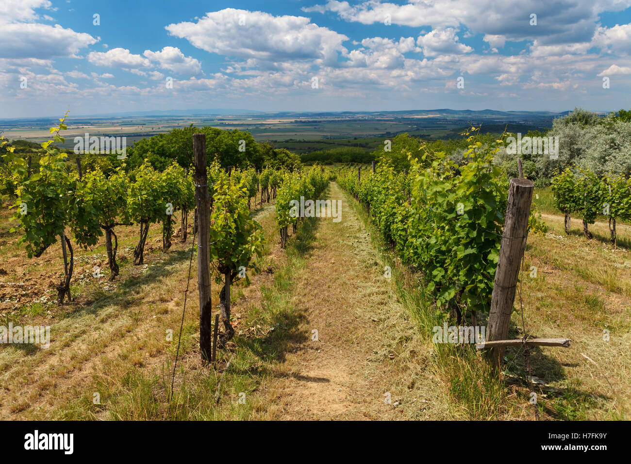 Vigne - viticulture vert sous ciel nuageux, Tokaj, Hongrie, Europe Banque D'Images