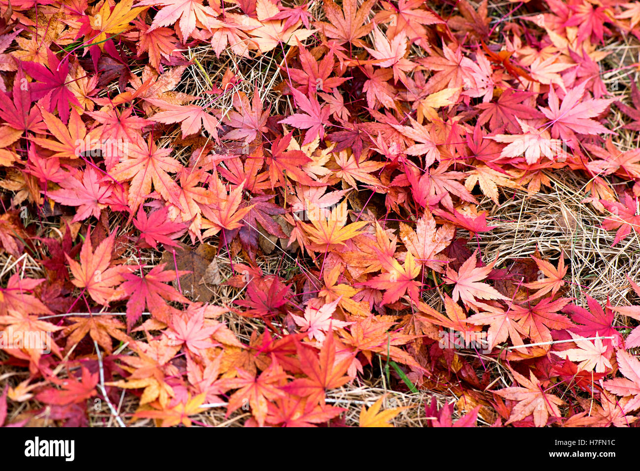 L'érable japonais aux couleurs rouge et or, les feuilles d'automne Banque D'Images