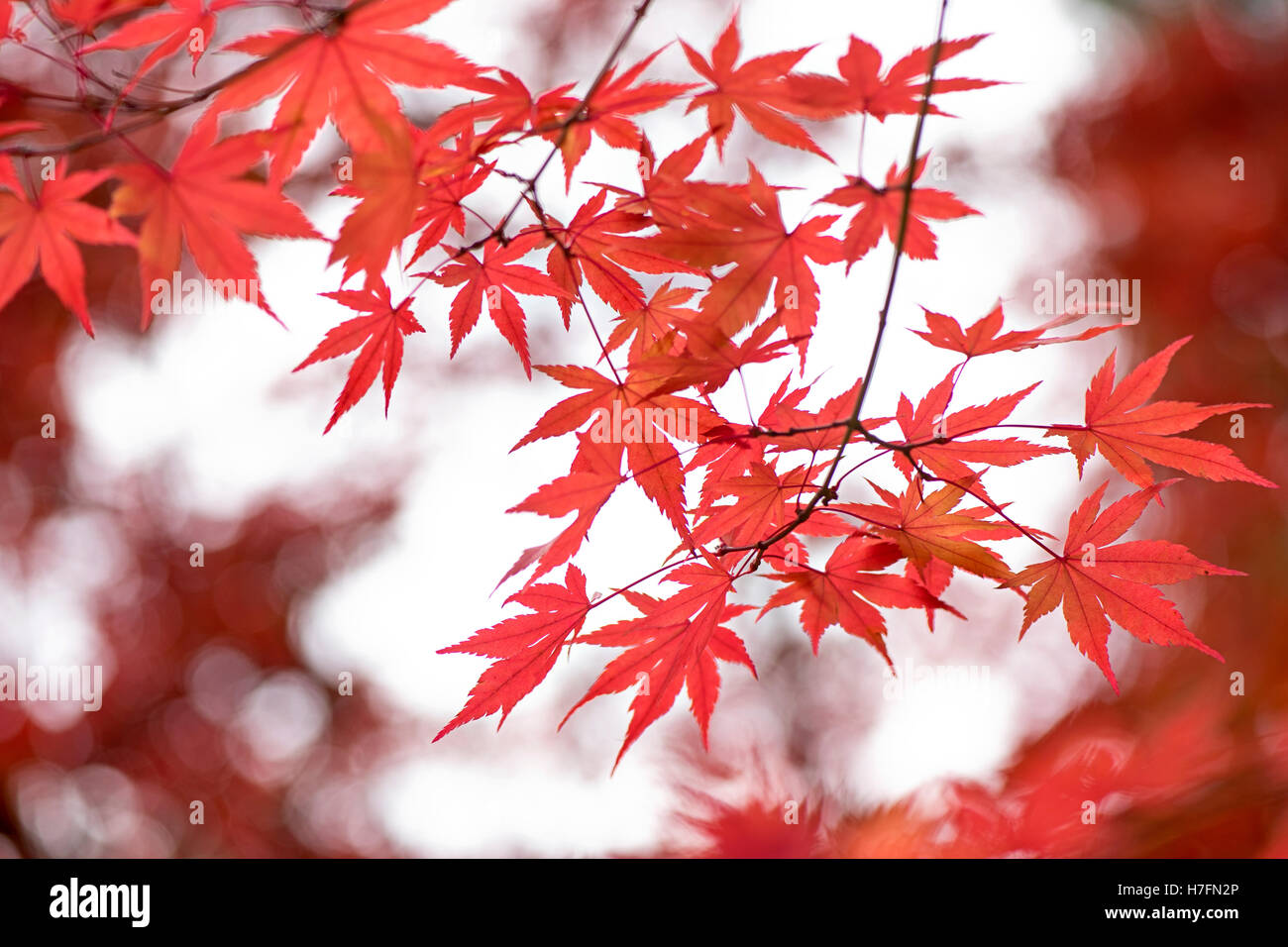 L'automne les feuilles rouges d'érable japonais Banque D'Images