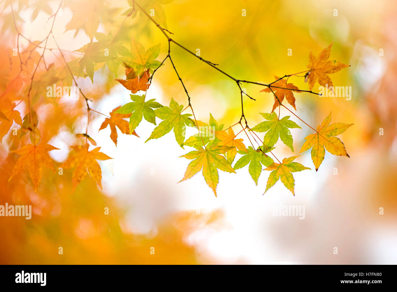 L'érable japonais Feuilles d'automne jaune et vert Banque D'Images