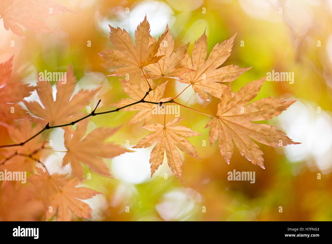 L'érable japonais Feuilles d'automne couleur d'Or Banque D'Images