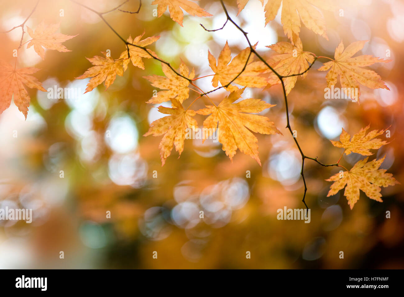 L'érable japonais Feuilles d'automne couleur d'Or Banque D'Images