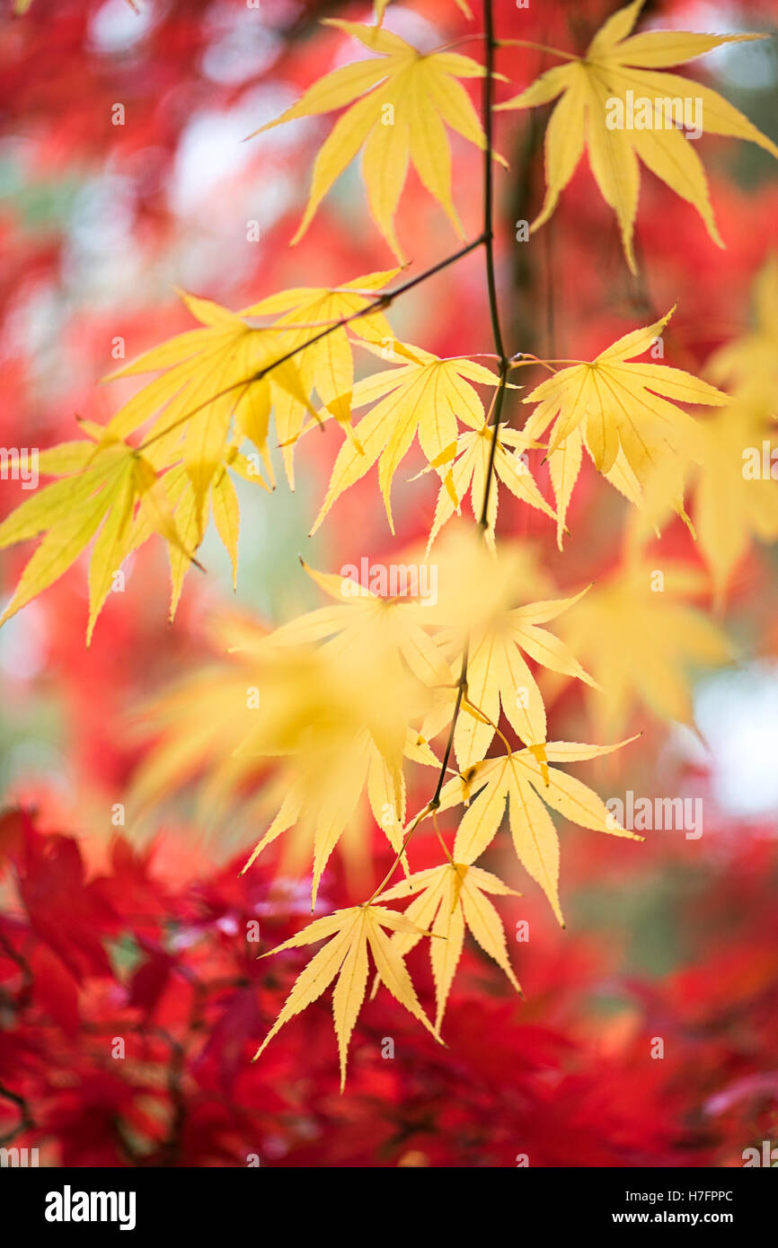 De couleur jaune d'automne Feuilles Acer Banque D'Images