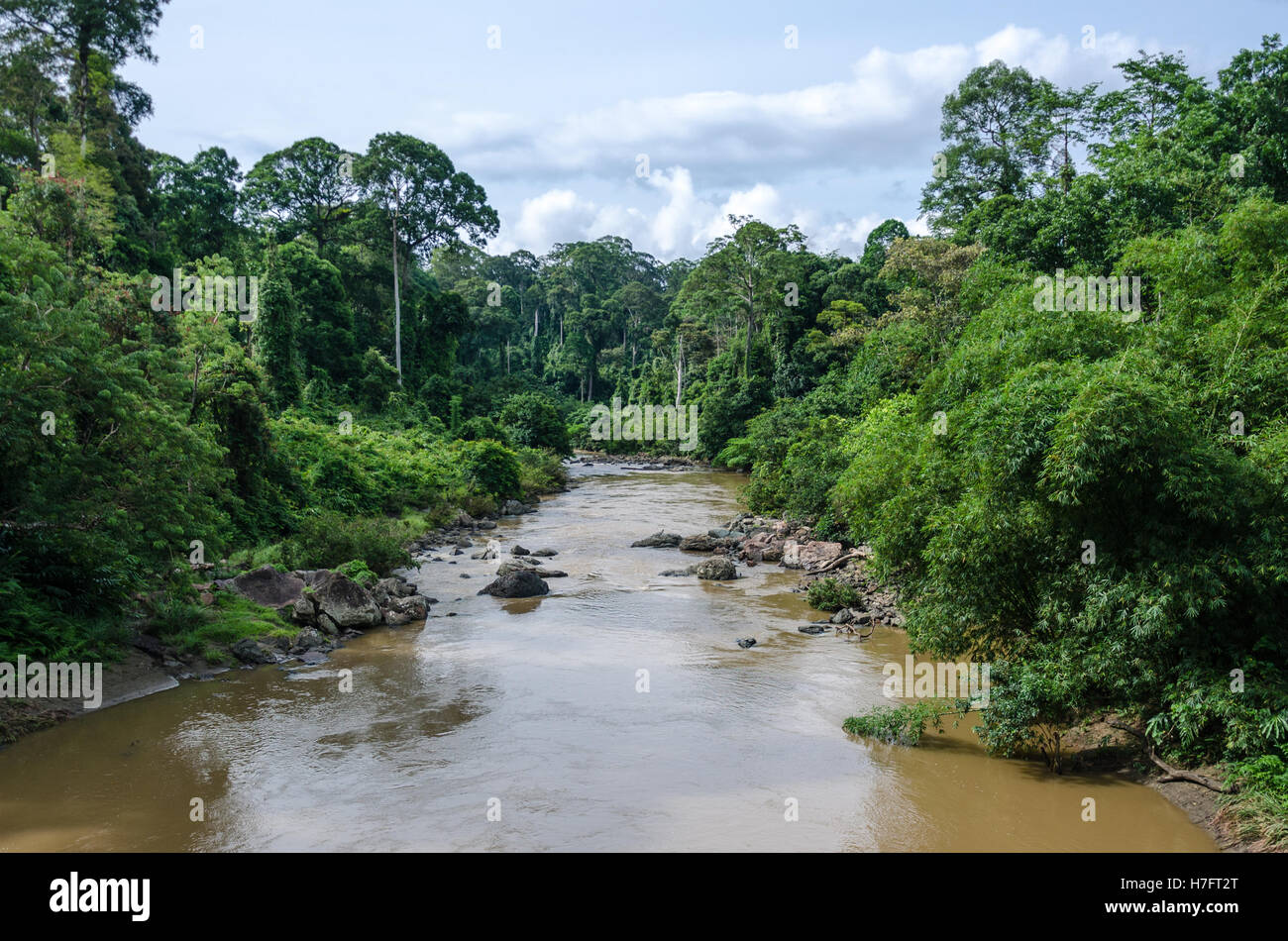 Rivière qui coule à travers la forêt tropicale primaire dans la vallée de Danum Banque D'Images