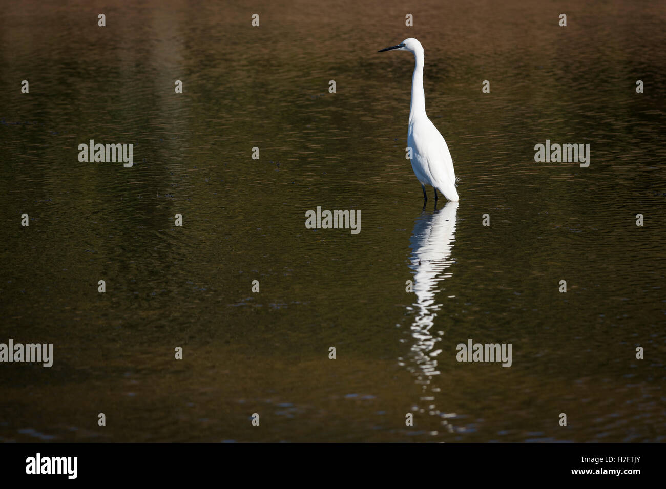 L'Aigrette garzette sur Trews Weir flood relief, Exeter, Devon, UK. Banque D'Images