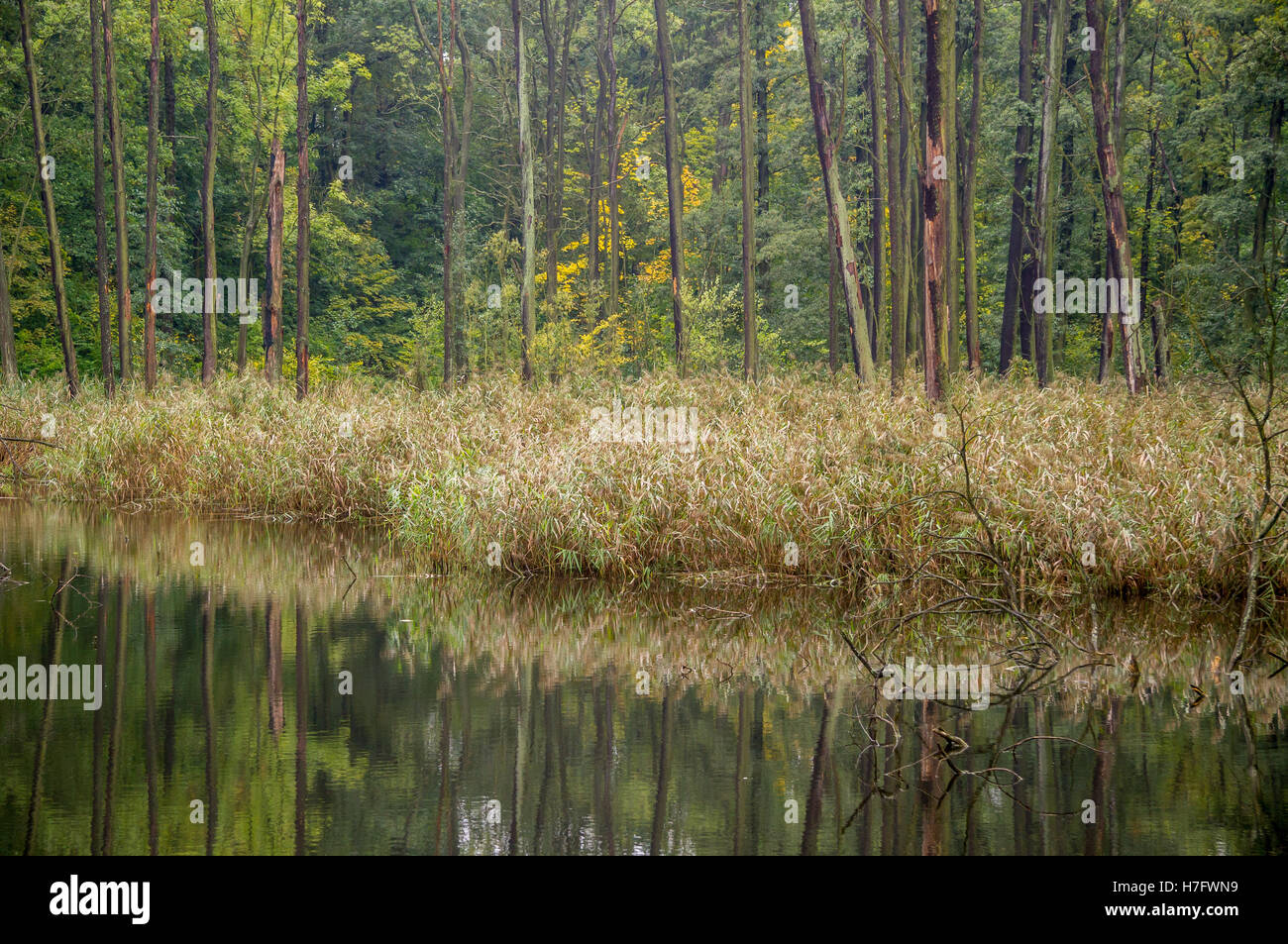 Forêt d'automne et les couleurs changeantes du lac calme Banque D'Images