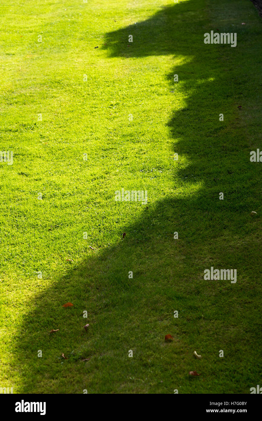 Ombre d'automne / ombre et soleil bas d'automne : gazon fraîchement coupé  stripy rayé en herbe / jardin / jardins. Octobre / Novembre. UK Photo Stock  - Alamy