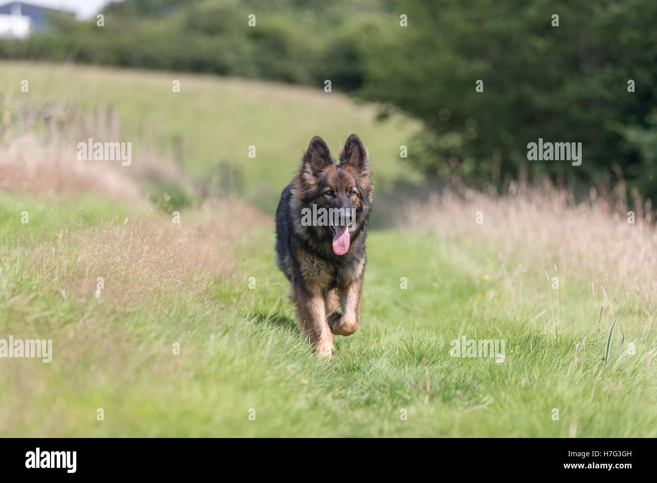 Un gros chien marche à travers l'herbe haute dans la campagne sur une promenade quotidienne. Banque D'Images