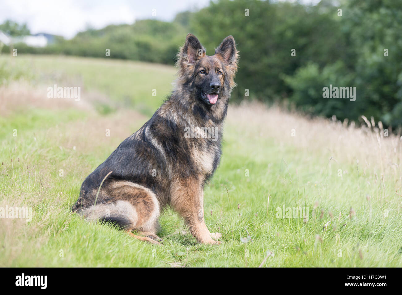 Grand chien assis à l'extérieur attendent docilement sa promenade quotidienne pour continuer Banque D'Images