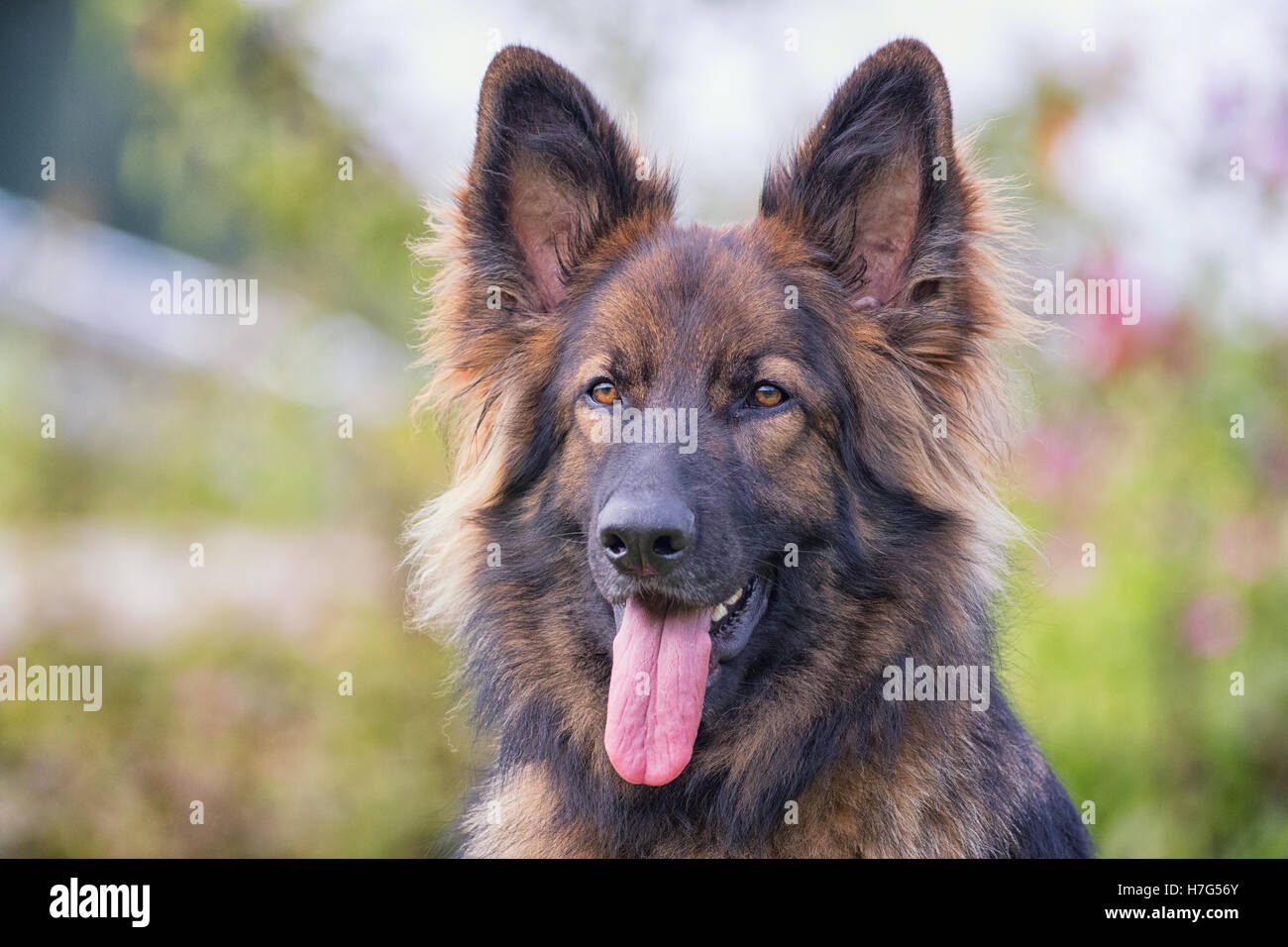 Grand chien avec sa langue qui sort à l'extérieur looking at camera Banque D'Images