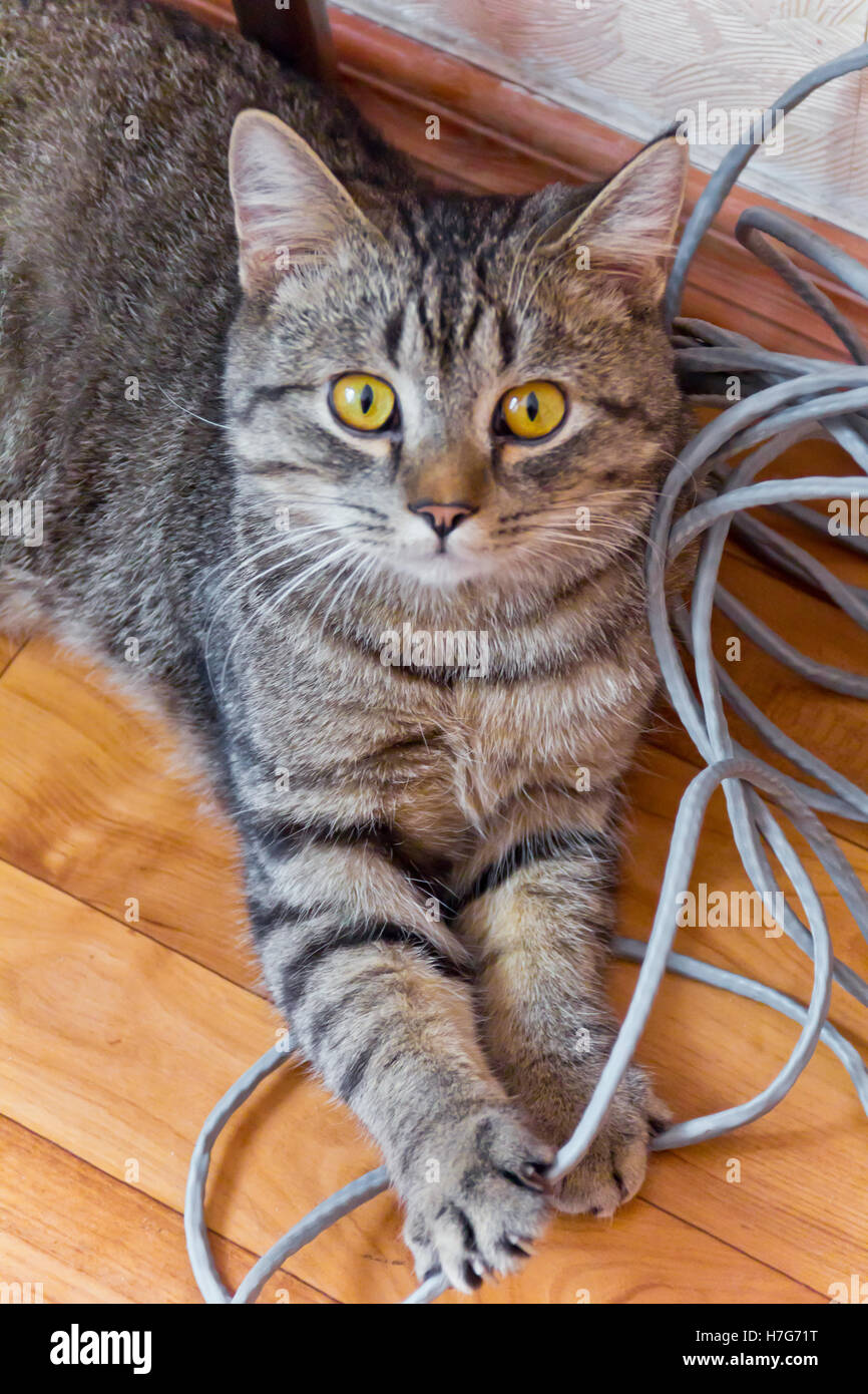 Photo De Chat Tigre Domestique Avec Des Yeux Jaunes Photo Stock Alamy