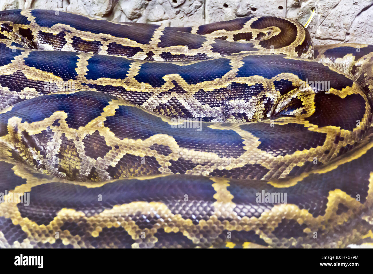 Photo de vrai boa serpent python peau close up Banque D'Images