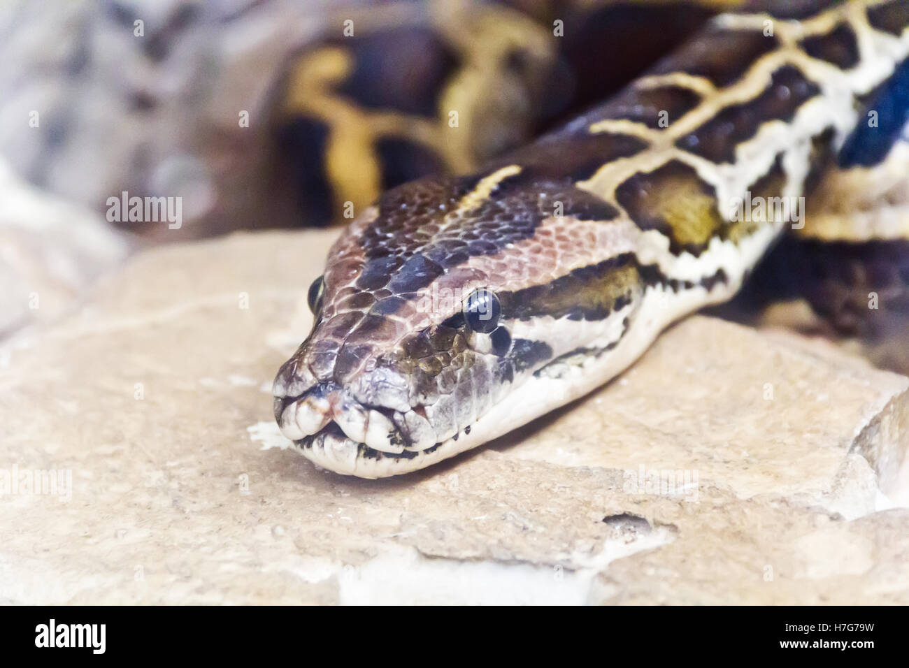 Photo de python réticulé chef close up Banque D'Images
