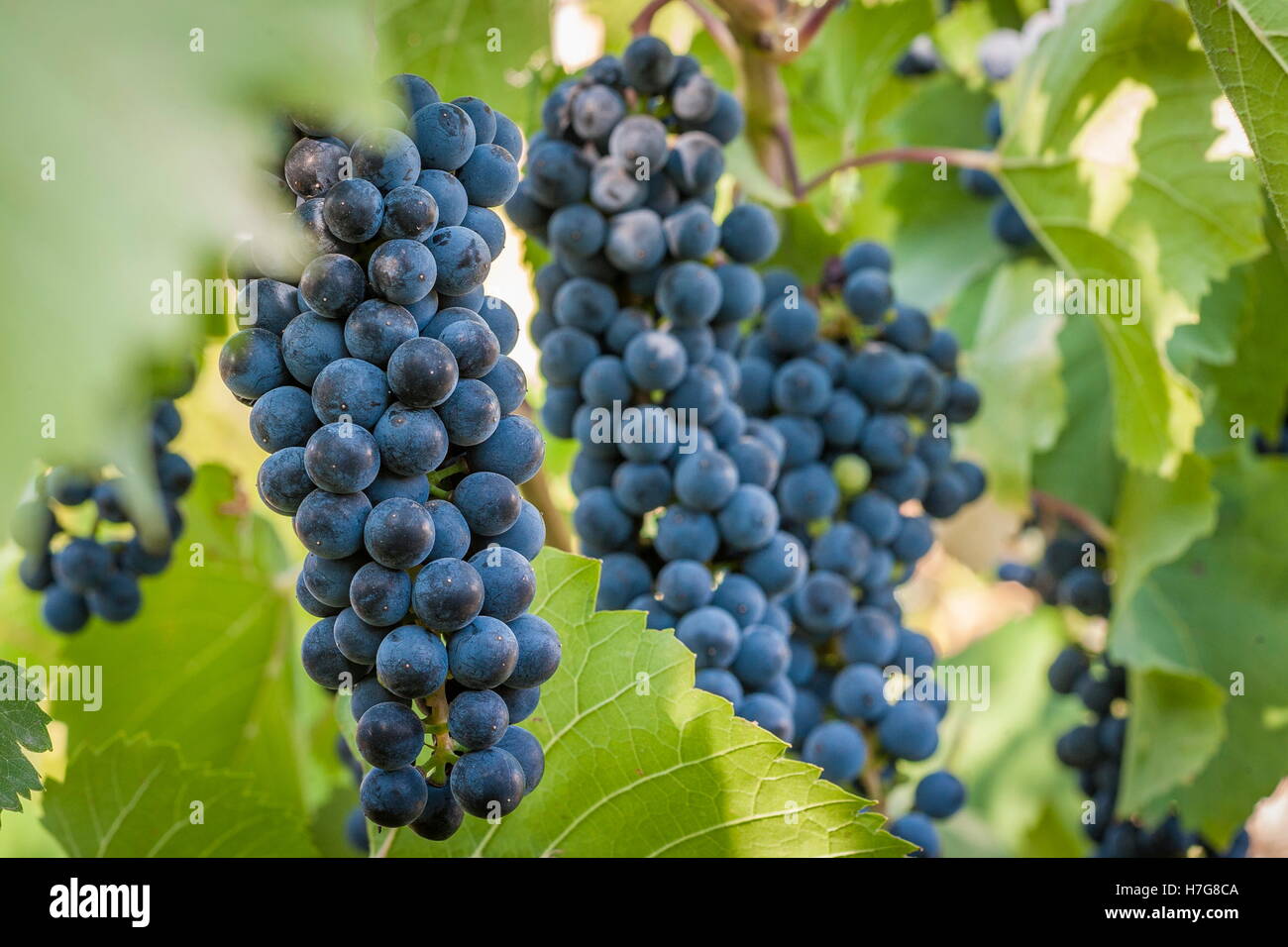 Raisins rouge-violet avec des feuilles vertes sur les fruits de la vigne. Banque D'Images