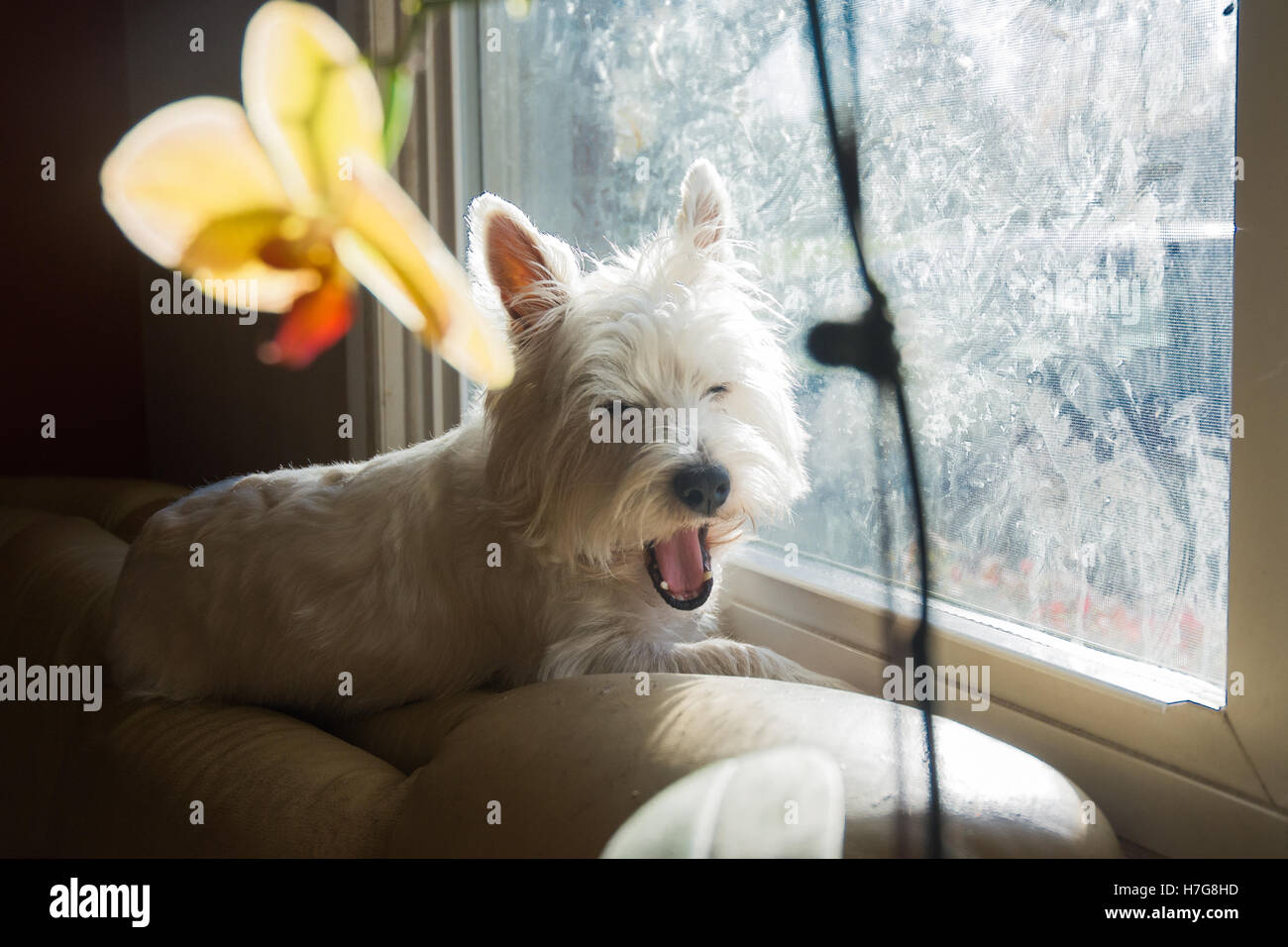 Le bâillement chien Banque D'Images