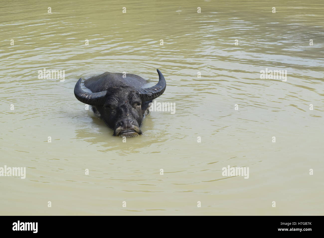 L'eau domestique grand bain de trempage Buffalo River Banque D'Images