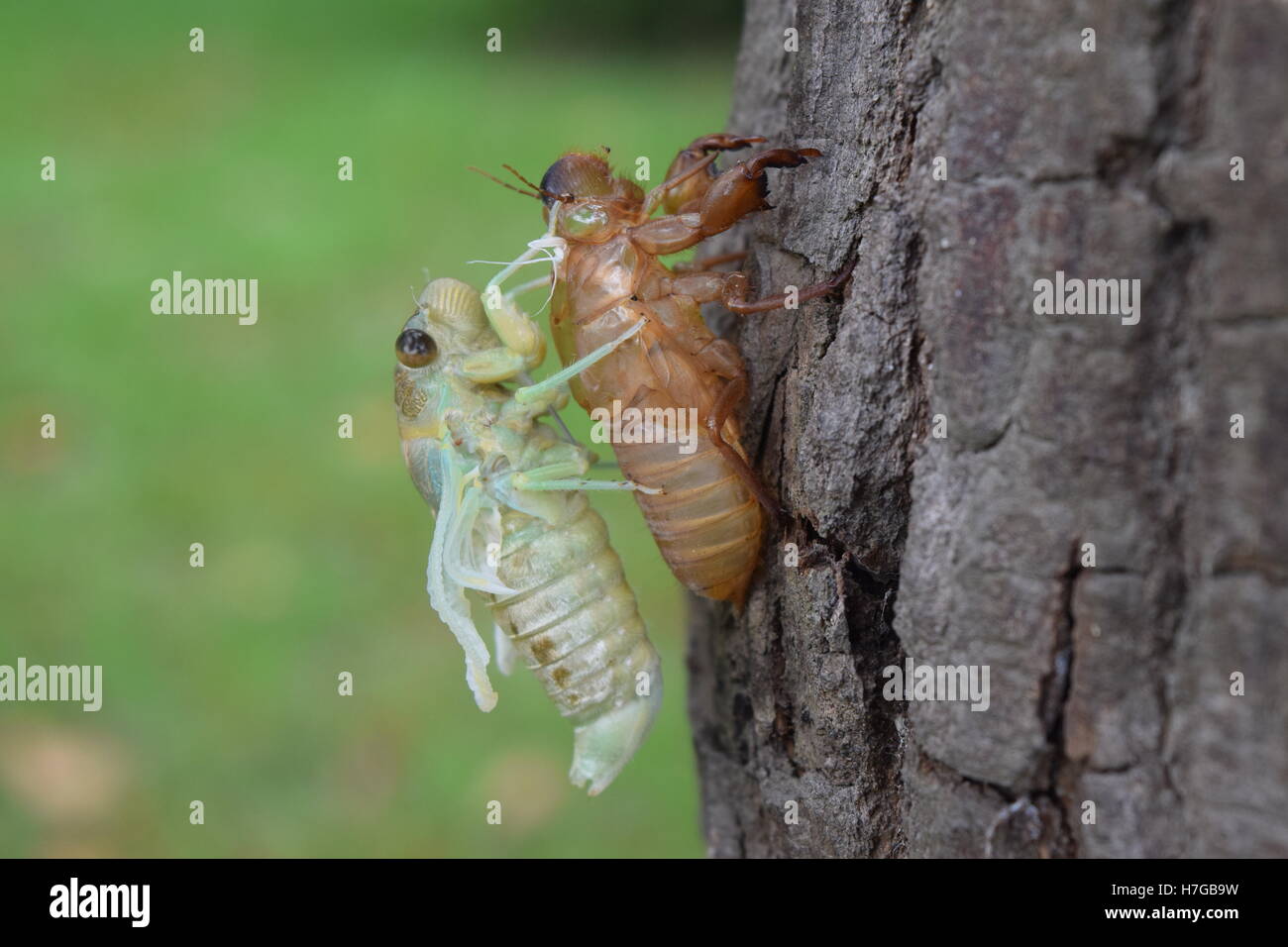 La mue des insectes sur cicada arbre dans la nature.la métamorphose de Cigale insectes adultes se développer jusqu'à Banque D'Images