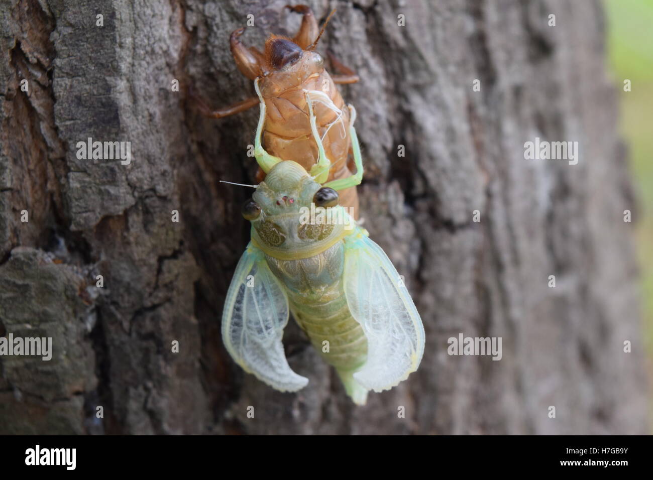 La mue des insectes sur cicada arbre dans la nature.la métamorphose de Cigale insectes adultes se développer jusqu'à Banque D'Images