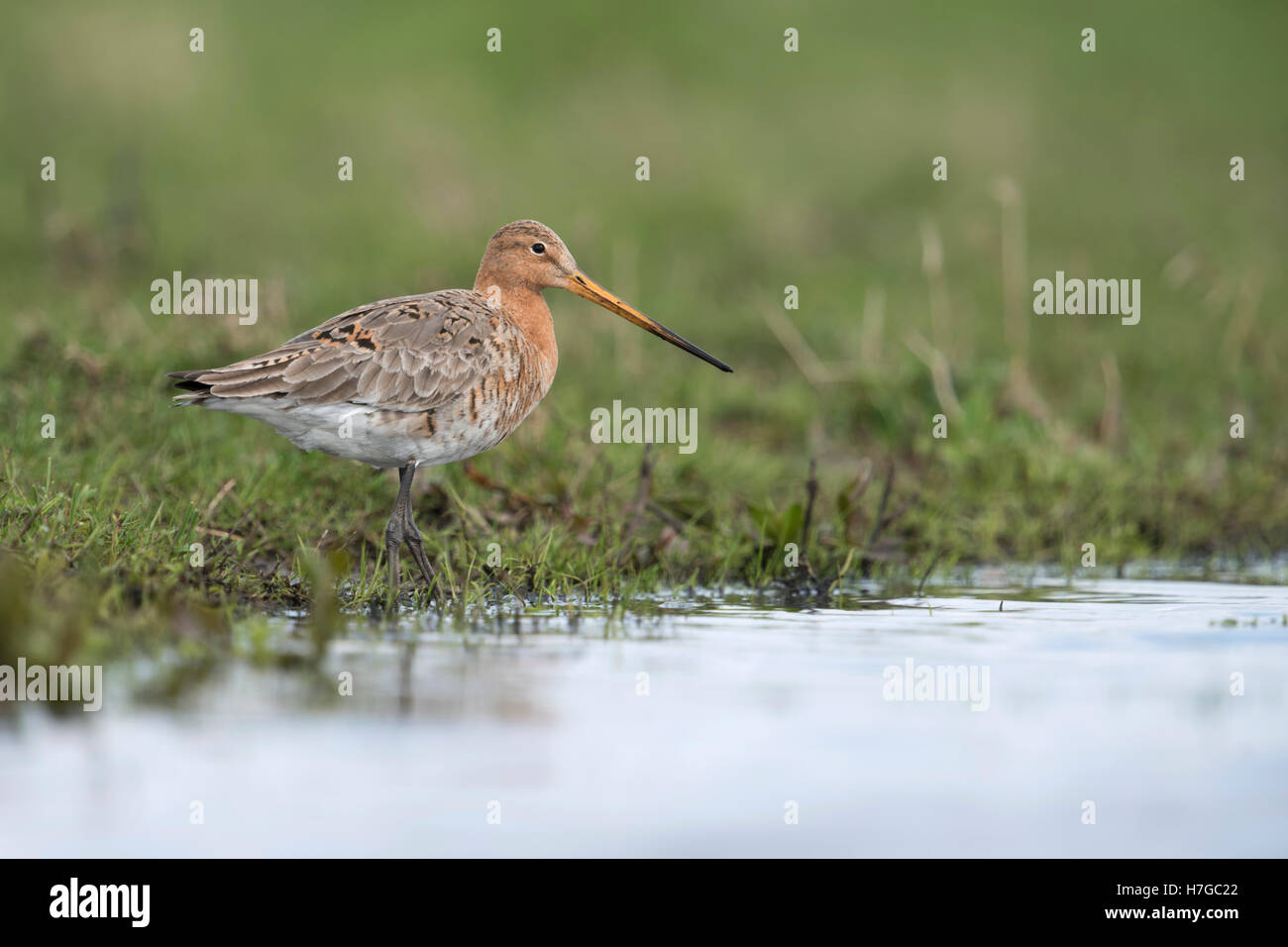 Godwit à queue noire ( Limosa limosa), échassier populaire, menacé par la perte d'habitat, reposant dans les marais, près de l'eau, de la faune, de l'Europe. Banque D'Images