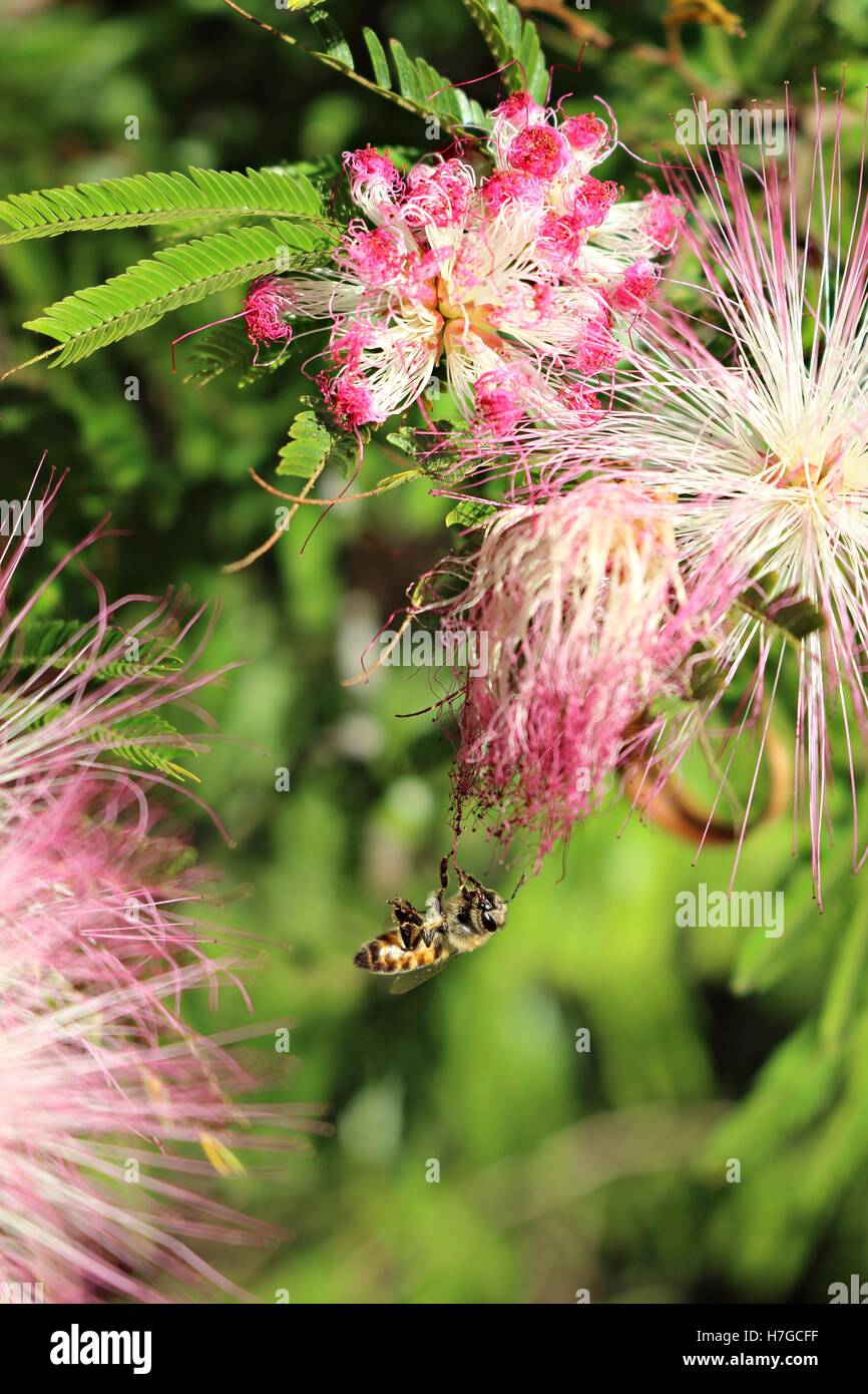 Accrocher l’abeille Banque D'Images