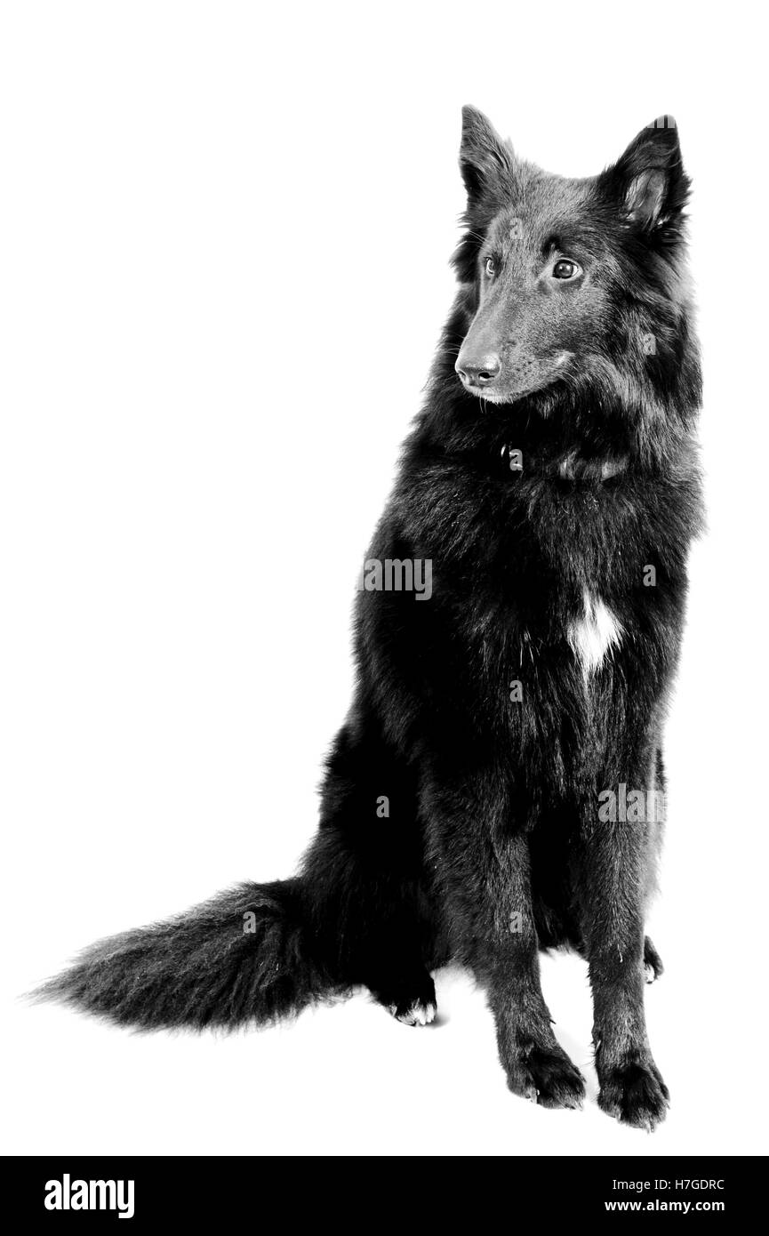 Un chien de berger belge Groenendael Banque D'Images