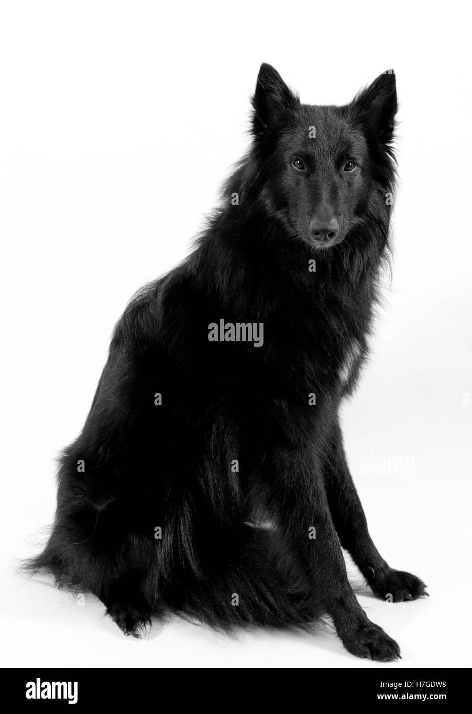 Un chien de berger belge Groenendael Banque D'Images