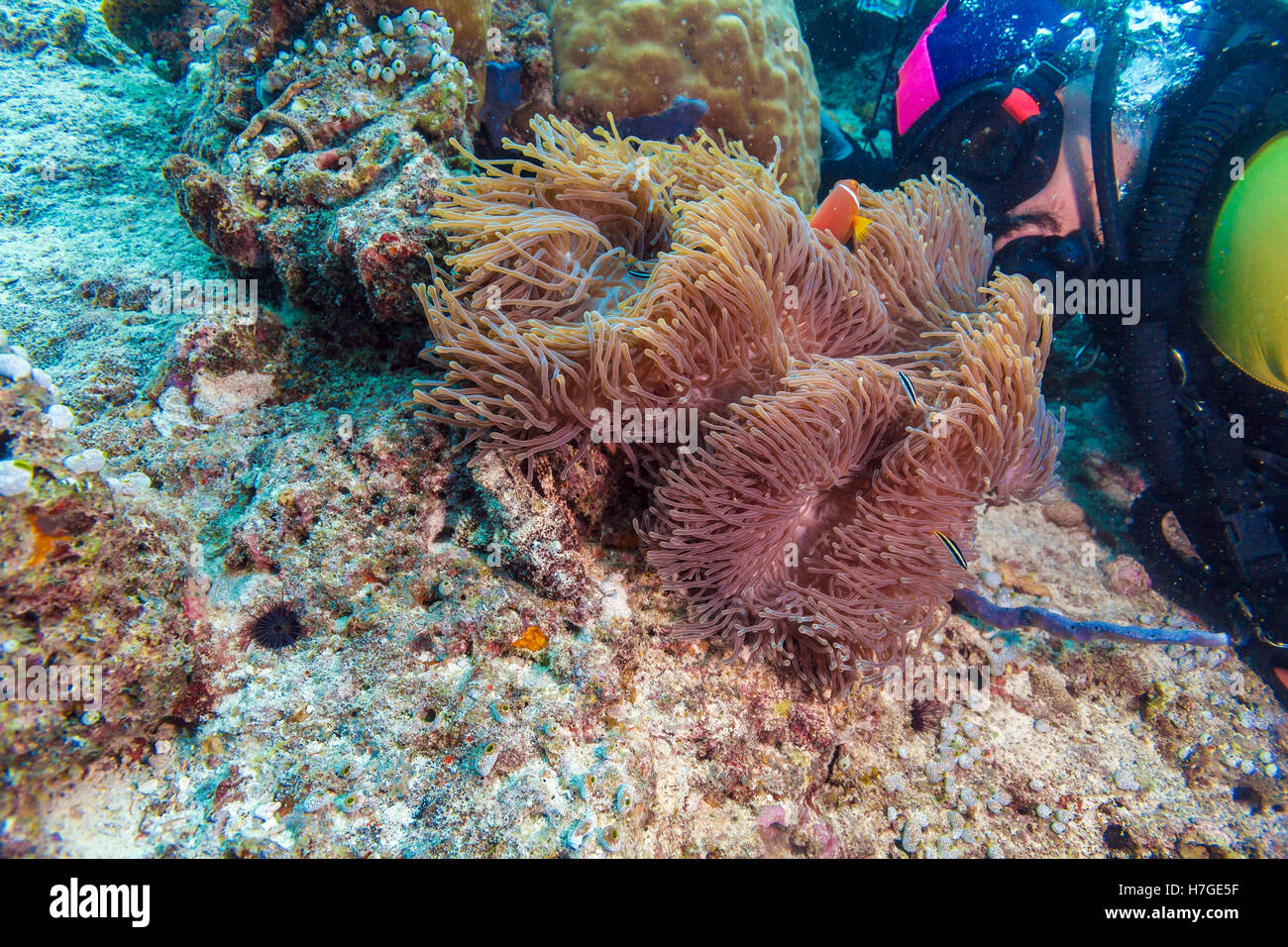 Grande anémone pourpre avec des poissons clown et Asian Man - Scuba Diver, Maldives Banque D'Images