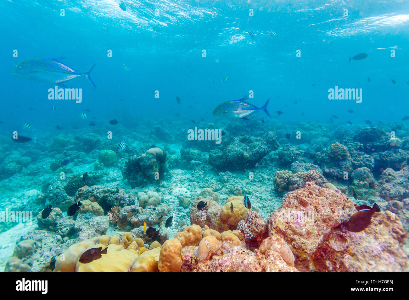 Groupe de thon les carangues (Caranx melampygus) dans les eaux peu profondes des récifs coralliens, Maldives Banque D'Images