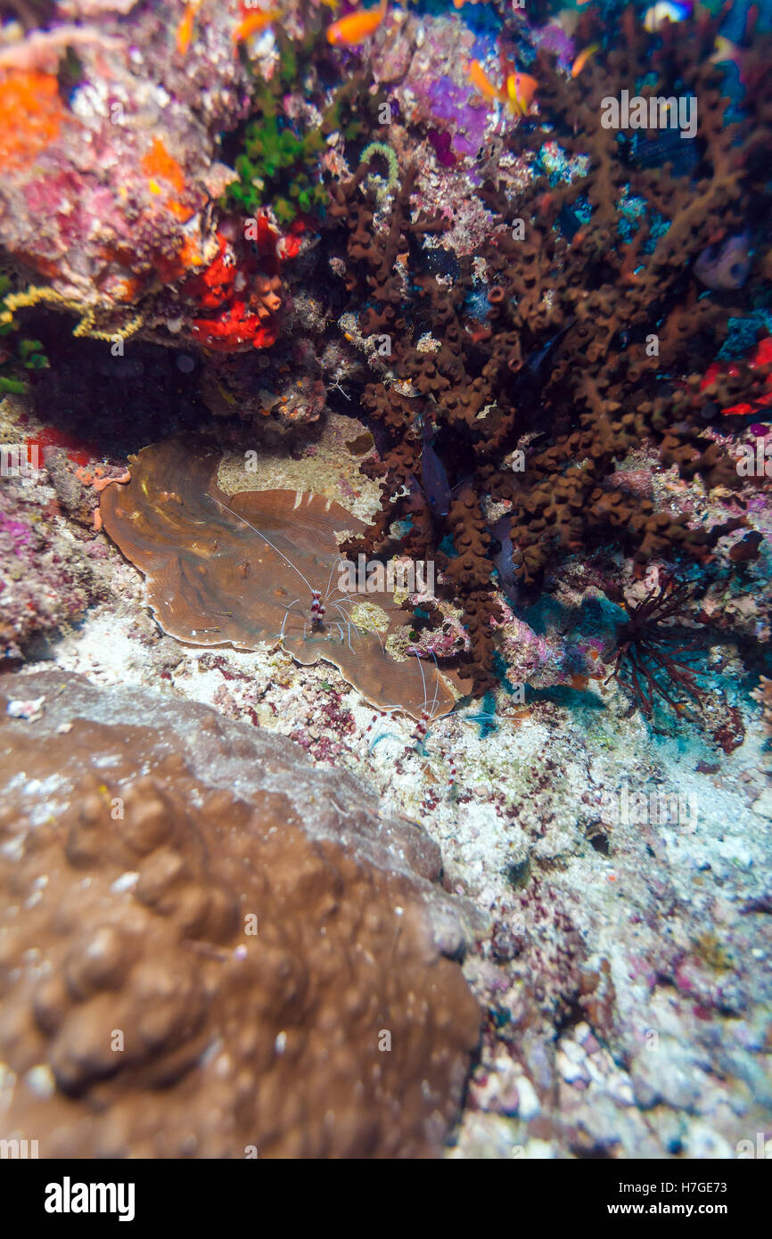 La stenopus hispidus (crustacés décapodes) assis dans le trou, Maldives Banque D'Images